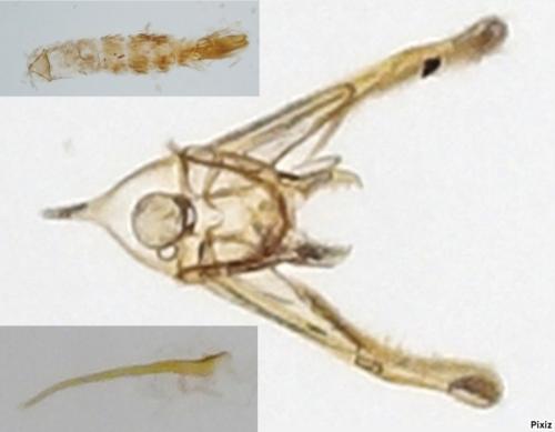 Elachista sp.